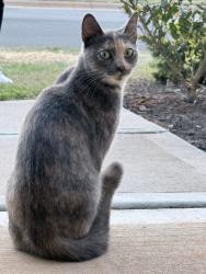 Found/Stray Unknown Cat last seen Olive Tea Ln, Statesville, NC 28677