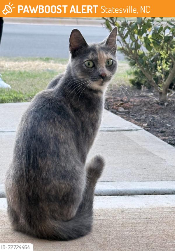 Found/Stray Unknown Cat last seen Olive Tea Ln, Statesville, NC 28677
