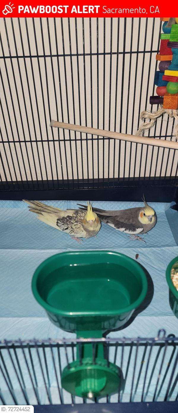 Lost Female Bird last seen 68th Ave , Sacramento, CA 95828