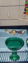 Lost Female Bird last seen 68th Ave , Sacramento, CA 95828