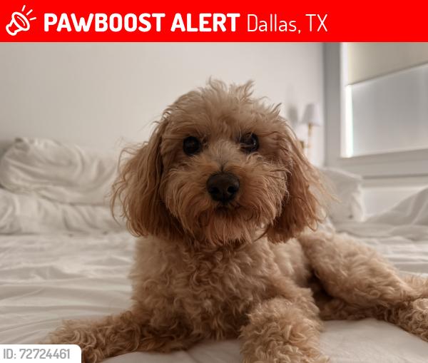 Lost Male Dog last seen Hartsdale Ave and Redmond Dr, Dallas, TX 75211