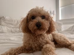 Lost Male Dog last seen Hartsdale Ave and Redmond Dr, Dallas, TX 75211