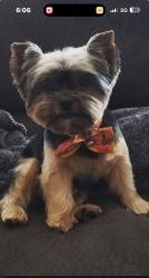 Lost Male Dog last seen Last seen on Frankfort lane in temecula , Temecula, CA 92591