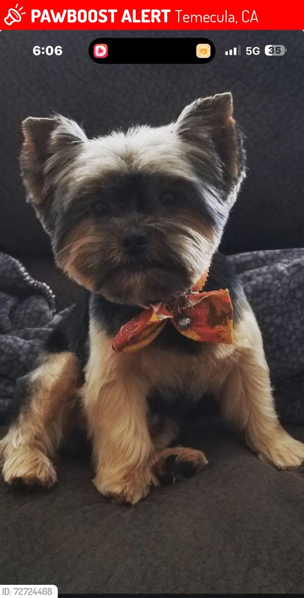 Lost Male Dog last seen Last seen on Frankfort lane in temecula , Temecula, CA 92591