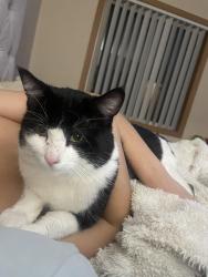 Lost Male Cat last seen 15th Street N, Oakdale, MN 55128