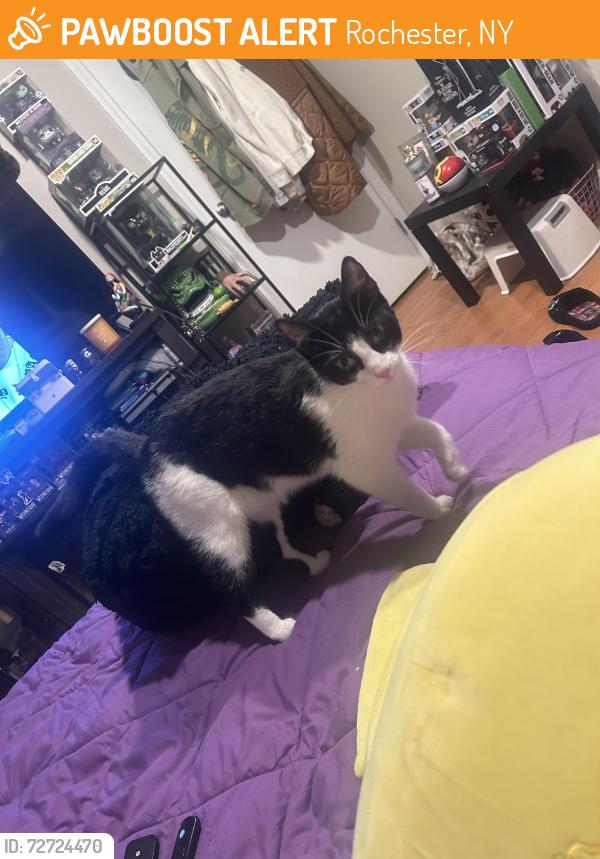 Found/Stray Female Cat last seen Adam’s at , Rochester, NY 14608