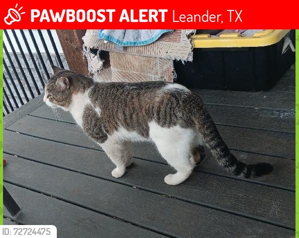Lost Male Cat last seen Travisso Prkwy & Nameless Rd. , Leander, TX 78641