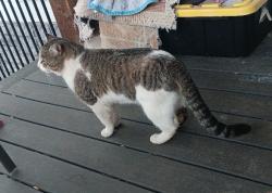 Lost Male Cat last seen Travisso Prkwy & Nameless Rd. , Leander, TX 78641