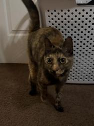 Found/Stray Female Cat last seen By family dollar, Brooksville, FL 34602
