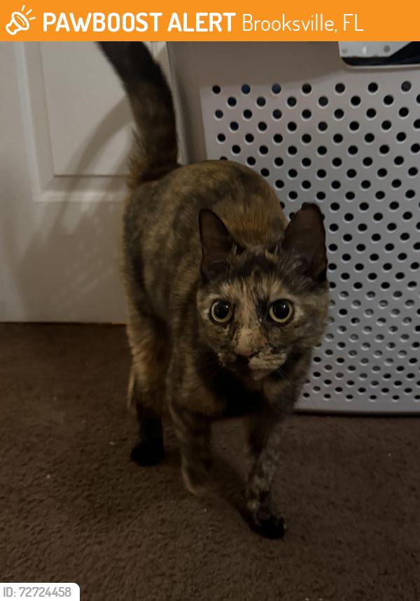 Found/Stray Female Cat last seen By family dollar, Brooksville, FL 34602