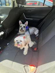Lost Male Dog last seen Sgt Graham Rd, St. Cloud, FL 34769