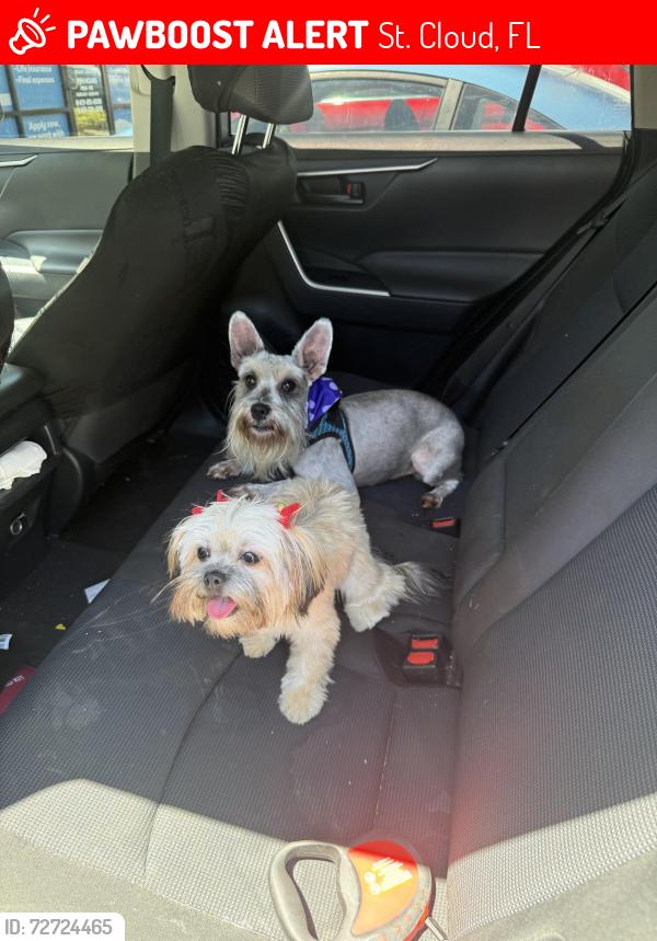 Lost Male Dog last seen Sgt Graham Rd, St. Cloud, FL 34769