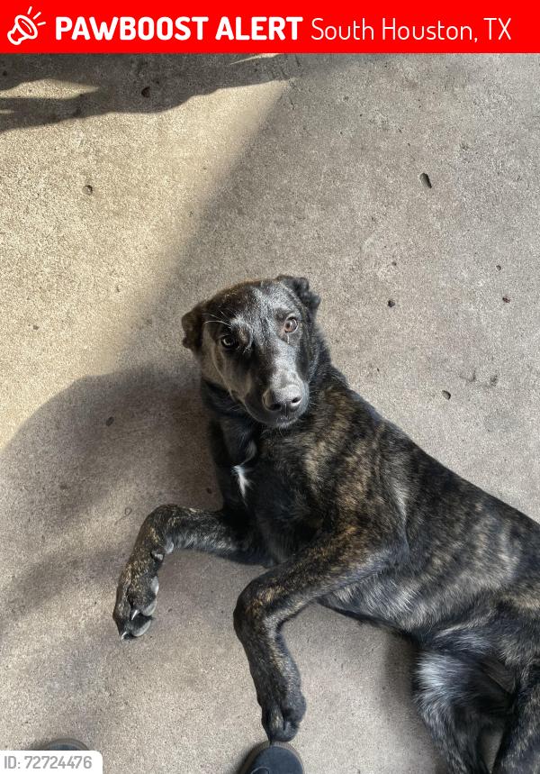 Lost Female Dog last seen Near wisconsin st, south houston, tx, 77587, South Houston, TX 77587