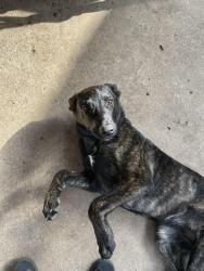 Lost Female Dog last seen Near wisconsin st, south houston, tx, 77587, South Houston, TX 77587
