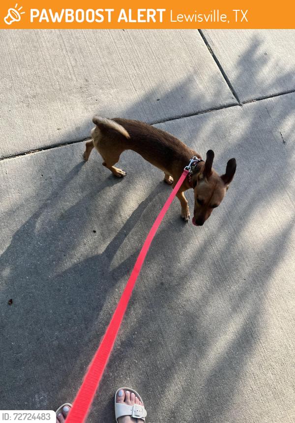 Found/Stray Male Dog last seen Sweetbriar dr, Lewisville, TX 75067