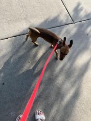 Found/Stray Male Dog last seen Sweetbriar dr, Lewisville, TX 75067