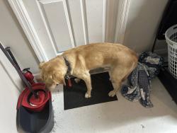 Found/Stray Male Dog last seen Harvilles produce, Orange County, FL 32824