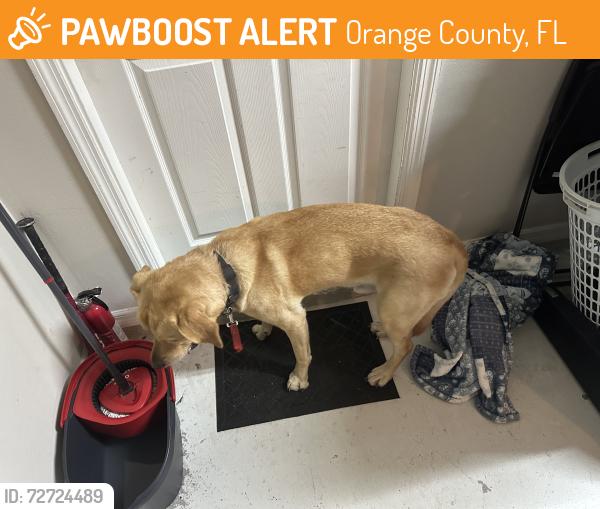 Found/Stray Male Dog last seen Harvilles produce, Orange County, FL 32824