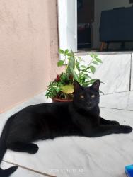 Lost Male Cat last seen Jp comercio, Petrópolis, RS 99051-380