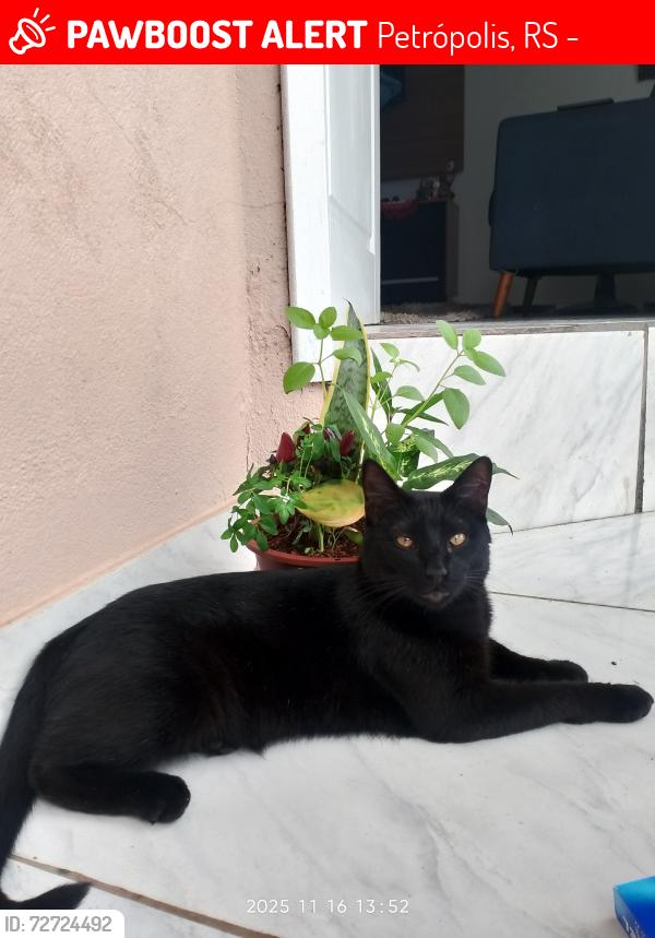 Lost Male Cat last seen Jp comercio, Petrópolis, RS 99051-380
