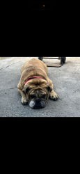 Lost Male Dog last seen Inglewood & Braddock , Culver City, CA 90230