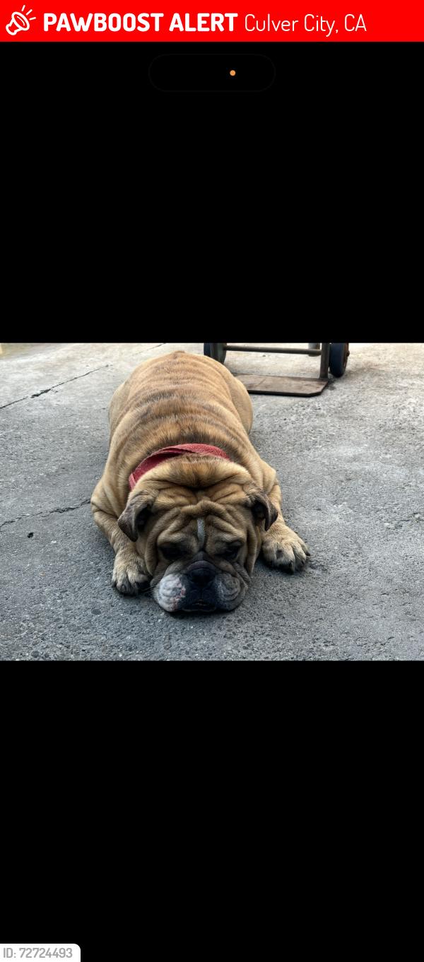 Lost Male Dog last seen Inglewood & Braddock , Culver City, CA 90230