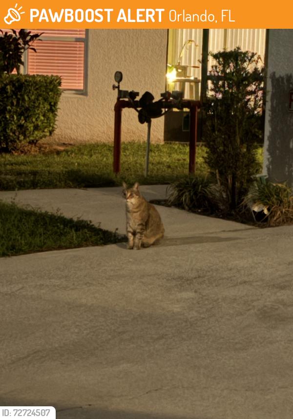 Found/Stray Female Cat last seen Lakeview at Lake Fredrica, Orlando, FL 32822