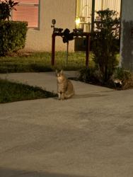 Found/Stray Female Cat last seen Lakeview at Lake Fredrica, Orlando, FL 32822