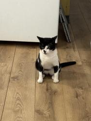 Lost Male Cat last seen Parque de Trailas Country Side , Jacksonville, FL 32246