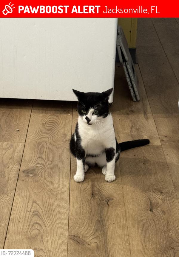 Lost Male Cat last seen Parque de Trailas Country Side , Jacksonville, FL 32246