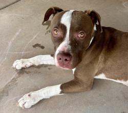 Found/Stray Male Dog last seen Desert lake drive & porter ct in Estrella mountain ranch Goodyear, Az   , Goodyear, AZ 85338