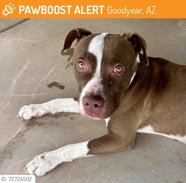 Found/Stray Male Dog last seen Desert lake drive & porter ct in Estrella mountain ranch Goodyear, Az   , Goodyear, AZ 85338