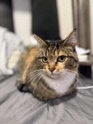 Lost Female Cat last seen Se 342nd St., Auburn, WA 98092
