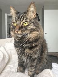Lost Female Cat last seen Wood Glen Elementary School , Thornton, CO 80233