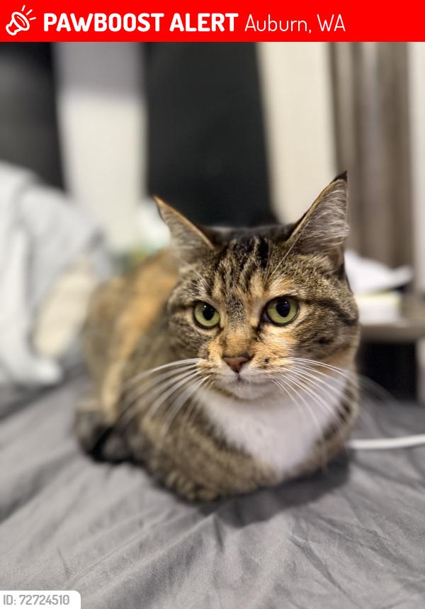 Lost Female Cat last seen Se 342nd St., Auburn, WA 98092