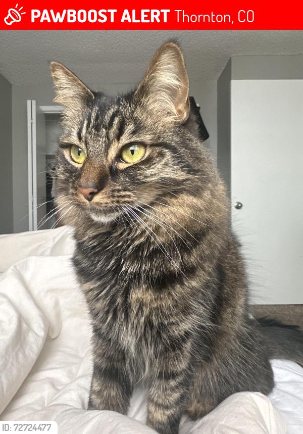 Lost Female Cat last seen Wood Glen Elementary School , Thornton, CO 80233