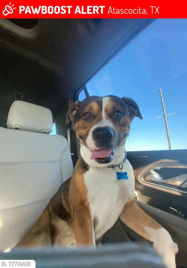 Lost Male Dog last seen He’s somewhere in Harris county , Atascocita, TX 77346