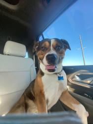 Lost Male Dog last seen He’s somewhere in Harris county , Atascocita, TX 77346