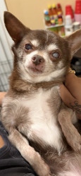 Lost Female Dog last seen Apt, Austin, TX 78741