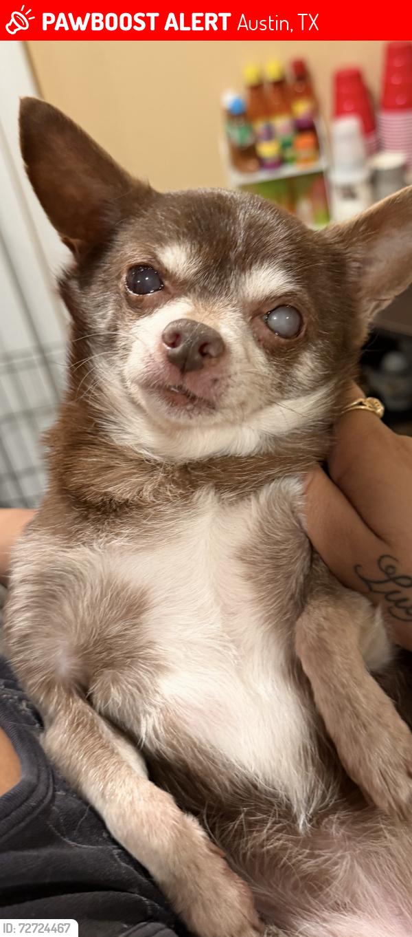 Lost Female Dog last seen Apt, Austin, TX 78741
