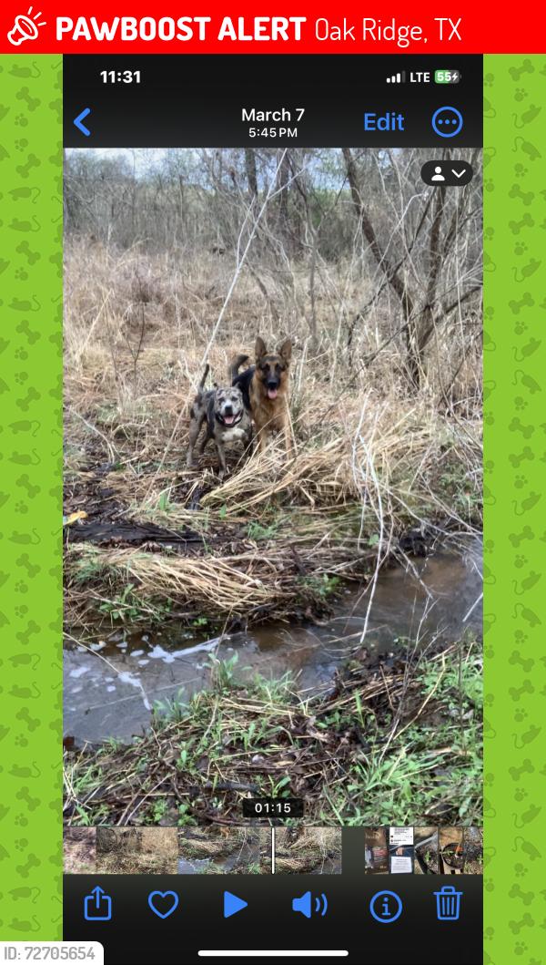 Lost Male Dog last seen Near e hwy 82 Oakridge ,tx, Oak Ridge, TX 76240
