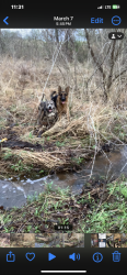 Lost Male Dog last seen Near e hwy 82 Oakridge ,tx, Oak Ridge, TX 76240