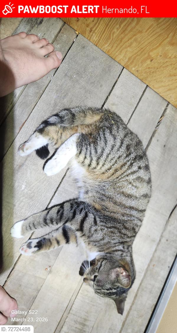 Lost Female Cat last seen E Glenwood lane , Hernando, FL 34442