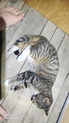 Lost Female Cat last seen E Glenwood lane , Hernando, FL 34442