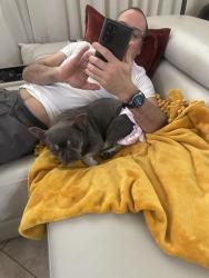 Lost Female Dog last seen Theme road, Las Vegas, NV 89122