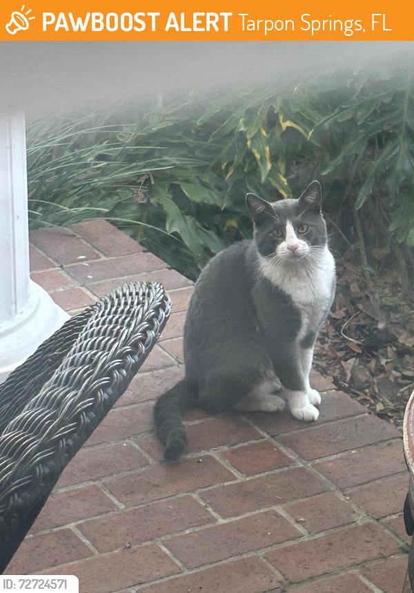 Found/Stray Unknown Cat last seen Old E  Lake Road area, Tarpon Springs, FL 34689