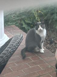 Found/Stray Unknown Cat last seen Old E  Lake Road area, Tarpon Springs, FL 34689