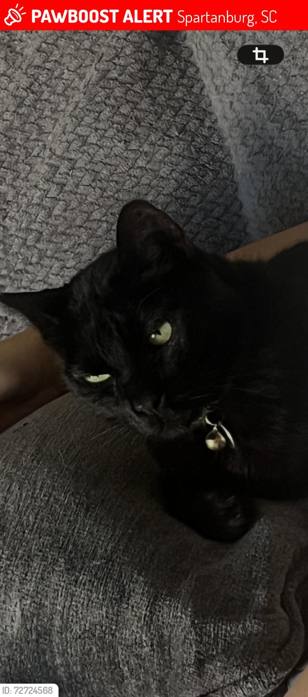 Lost Male Cat last seen Hope and my Zion. Cleveland meadows subdivision , Spartanburg, SC 29303