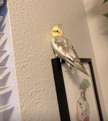 Found/Stray Male Bird last seen Lime apmts, Lakewood, CO 80232