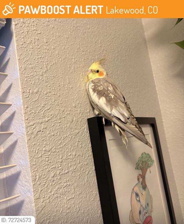 Found/Stray Male Bird last seen Lime apmts, Lakewood, CO 80232
